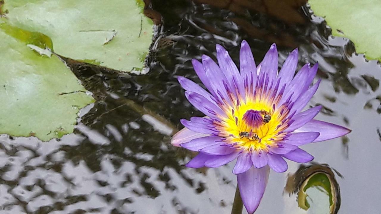 Sun Smile Vandrarhem Ubon Ratchathani Exteriör bild
